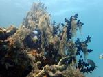 How coral reefs benefit from healthy watersheds