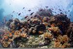 Socioeconomic and ecological surveys to support land-sea management of Ovalau Island, Fiji