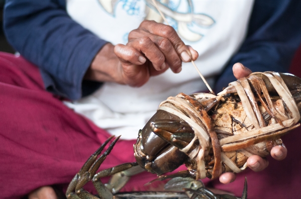 Mud crab farming philippines pdf picture