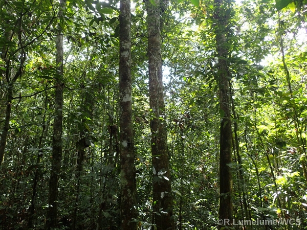 Kilaka Forest Conservation Area > WCS Fiji