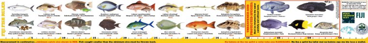 Fishes banner